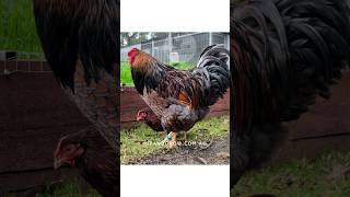 Wayndotte Blue laced red amp Gold pipandgrowfarm [upl. by Darsie]