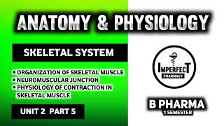 Physiology Of Muscle Contraction  Neuromuscular Junction  Human Anatomy And Physiology  HAP [upl. by Riddle]