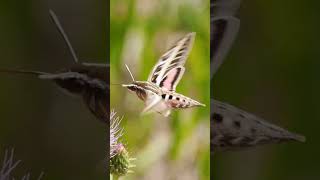 El efecto MARIPOSA Cómo pequeñas causas pueden tener grandes consecuencias en sistemas complejos [upl. by Geoffry]