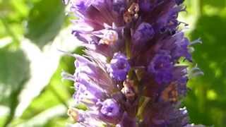 Anise Hyssop  Agastache foeniculum  Aníssópur  Sumarblóm  Skodýr [upl. by Inaffyt]