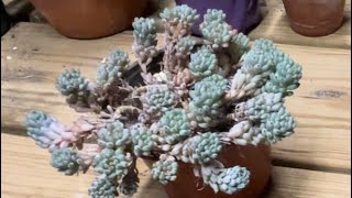 Fix a gangly pot of succulents [upl. by Glorianna]