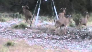 Seasonal South Aoudad [upl. by Lemmie414]