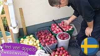 Heel veel appels  Peren amp Appels plukken amp verwerken  Zelfvoorzienender Leven in Zweden [upl. by Jackson900]