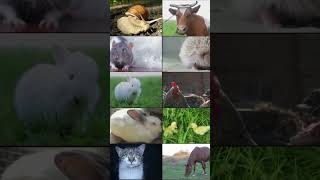 Can You Guess Which Animal Has the LOUDEST Farts [upl. by Kral]