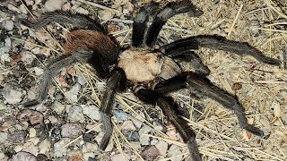 Desert Blonde Tarantula [upl. by Poppo]