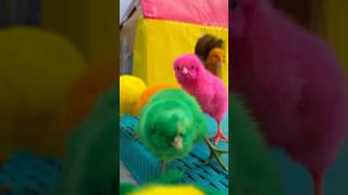 Cutest Coloring Chicks 🐥 Chicken Baby colorfulchicks chicken kids [upl. by Ahsetra]