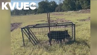 Lee County offering bounty for feral hog ears [upl. by Oicam543]