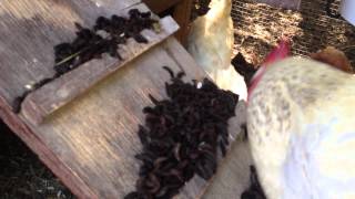 Black Soldier Fly Larvae  Chicken Feed  A record harvest [upl. by Chlo953]