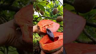 ¿Cómo le llaman a esta fruta en tu país ¡Déjalo en los comentarios frutas mamey cultivo [upl. by Ahsataj]