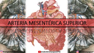 ARTERIA MESENTÉRICA SUPERIOR  Orígen ramos colaterales terminales arcos arteriales yeyunoileales [upl. by Ailedroc]