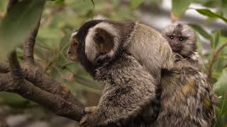 Adorable Twins Born Into Symbios Marmoset Family [upl. by Ecneret525]