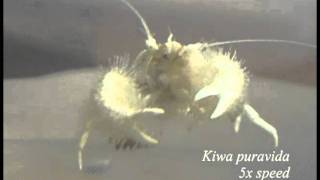 Yeti crab eating bacteria from its claws [upl. by Aitret862]