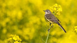 Relaksujący śpiew ptaków  Nature sounds good for health and sleep  Best bird songs [upl. by Gratia]