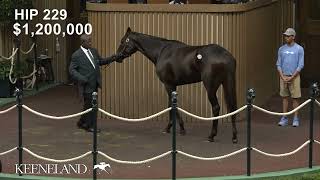 Anisette GB sells for 18 million at 2024 Keeneland November [upl. by Dolley482]