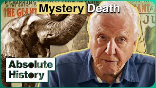 Jumbo David Attenborough On The Tragic Life Of The Superstar Elephant  Jumbo  Absolute History [upl. by Bevash]