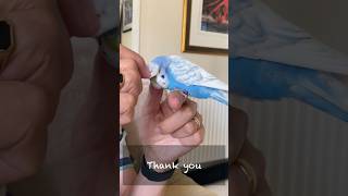 Boo’s pin feathers shorts budgies preening [upl. by Airad]