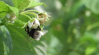 Ant and bumblebee crawl on raspberry flower in spring [upl. by Ainnos]