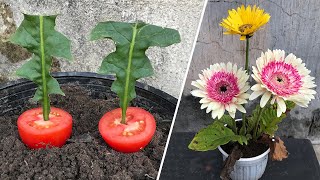 How to grow Gerbera at home│Gerbera [upl. by Ettenawtna]