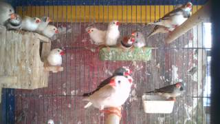 Small size zebra finches [upl. by Nilknarf]