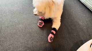 DOK TigerToes Premium NonSlip Dog Socks for Hardwood Floors Review [upl. by Rehtaef]