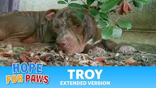 Troy  a must see amazing Pit Bull Rescue  Please share pitbull [upl. by Nyluqcaj]