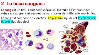 Histologie  Le tissu osseux  Globules rouges  Globules blancs  Plaquettes [upl. by Stanislaus]