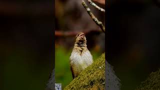 Eurasian wryneck song callVendehals sangВертишейкаWendehalsDraaihalsDraaihalsTorcecuellop1000 [upl. by Lanita498]