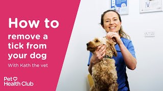 How to remove a tick from your dog  Vet guide [upl. by Anilak]