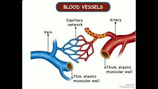 Veins Arteries and Capillaries 🔥🔥🔥👍🏻👍🏻👍🏻study ytvideo studywithswarajgirnare [upl. by Eph590]