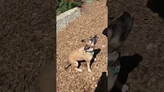 Why is this dog yelping dog doglover dogtraining shortvideo pet [upl. by O'Grady]