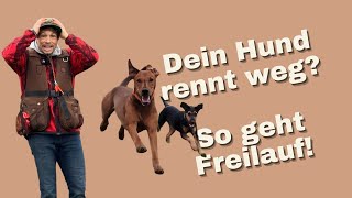 Hundetraining Freilauf sicher meistern [upl. by Latsirk]