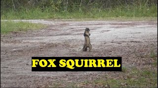 A FOX SQUIRREL MAKING HIS WAY TO MY FOOD FOREST FOR SOME FIGS THIS MORNING UNTIL SPOOKED [upl. by Nikki]