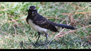 Willie Wagtail amp their distinct chirping warning call Nelson Bay Australian birds Willy Wagtail [upl. by Fricke]