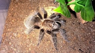 Brachypelma albopilosum Husbandry [upl. by Lory491]