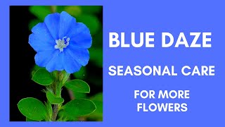 Blue Daze Flower Seasonal Care Give away Care and propagation [upl. by Erasme995]