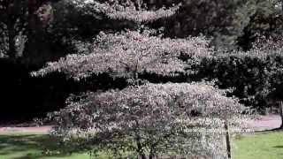 Cornus alternifolia Argentea Wedding Cake Tree [upl. by Eada]