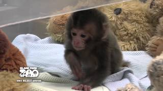 Baby Japanese Macaque at Blank Park Zoo [upl. by Raybourne]