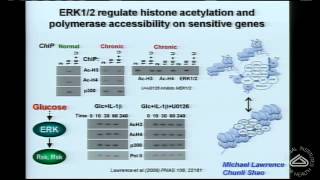 Beta Cell ERKonomics Functions of ERK12 in Pancreatic Beta Cells [upl. by Mary]