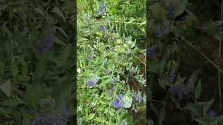 Caryopteris x clandonensis healinggarden gardenbeauty [upl. by Ynatil]