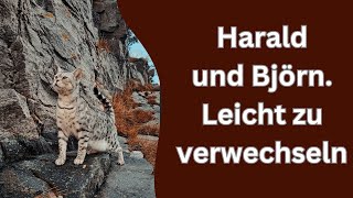 Als die Katzen mit der Fähre in die Berge fuhren [upl. by Ellenwad]