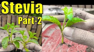 Stevia Plant for Diabetes  A Herbal Plant  Part2 [upl. by Leela809]