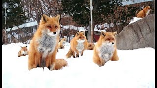 Kitakitsune Farm Fox Farm Kitami  Hokkaido 北見市北海道北きつね牧場 4K Ultra HD [upl. by Pen]