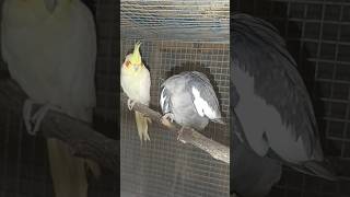 lutino Cockatielyoutube share video cocktail birds lovebirds bodri birds [upl. by Neeloc]