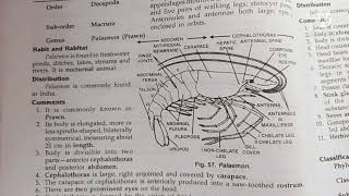 palaemon prawn classification habitat n comments zoology practical bsc1comments on palaemon [upl. by Anairotciv66]