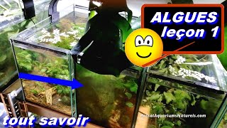 Cours  ALGUES aquarium eau douce  Formation aquariophile Professeur Pascal Aquariums Naturels [upl. by Erlina]