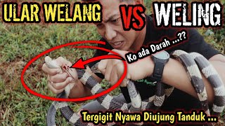 TERGIGIT WELING KO ADA DARAHNYA PERBEDAAN ULAR WELANG DAN ULAR WELING MALAYAN KRAIT [upl. by Solita]