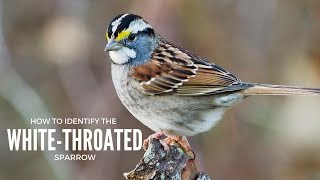 How to Identify a WhiteThroated Sparrow [upl. by Renee]