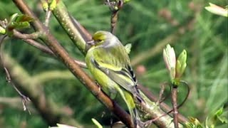 Citril Finch Carduelis citrinella in Norfolk UK [upl. by Asiul510]