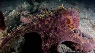 Pulpo curioso 1082024 [upl. by Enois]