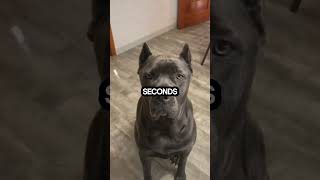 Meet the Cane Corso pets puppy dog animals dogbreeds funny canecorso [upl. by Ludewig106]